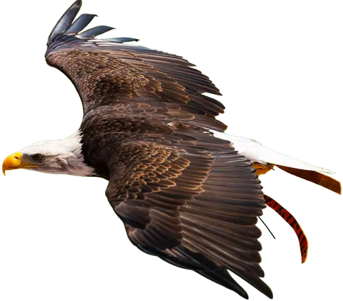 eagle